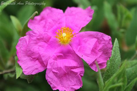 The Greatest Of These Is Love Weekend Flowers Rock Rose