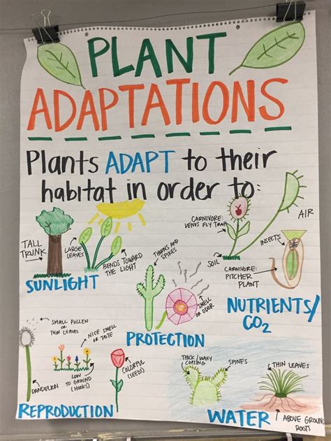 Plant Adaptations Anchor Chart Science Science Anchor Charts