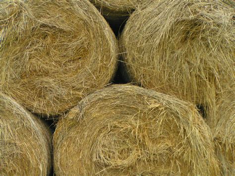 Straw Bales Free Photo Download Freeimages