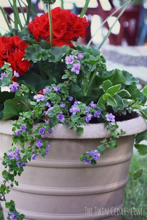 Easy Geranium Combination The Twin Cedars Container Flowers Plants