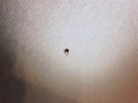 Bed Bug Pictures On Skin Bangdodo