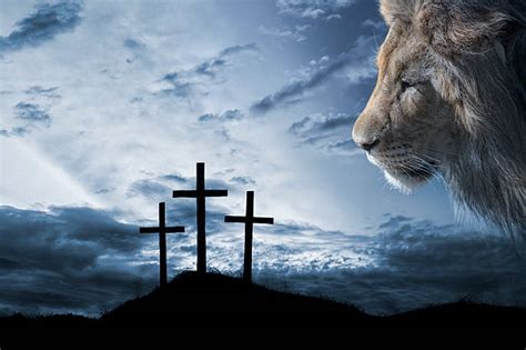 Lion Of Judah Stock Photos Pictures And Royalty Free Images Istock
