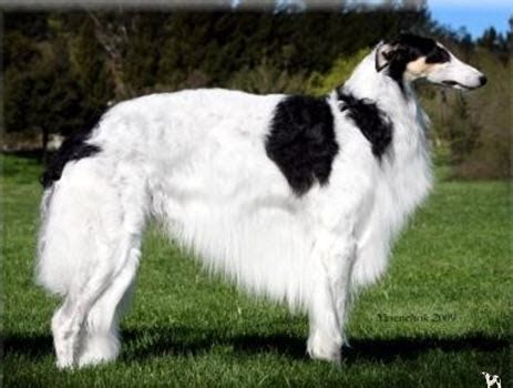 Specialty best of breed, specialty best opposite, specialty best of winners, best puppy in specialty. borzoi