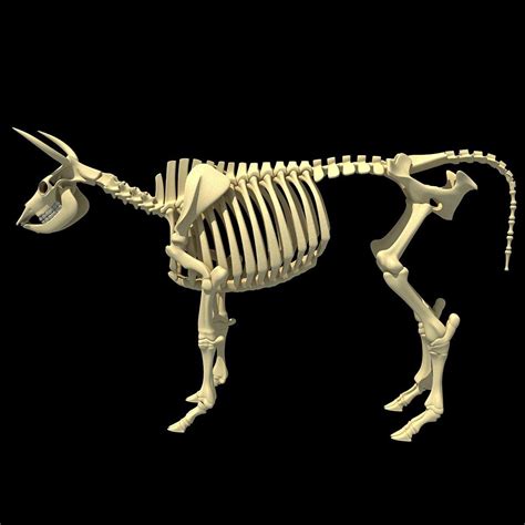 Cow Skeleton 3d Model Cow Skeleton Cowskeleton 3d 3dmodels
