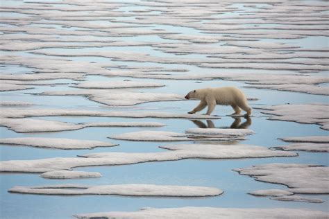 National Geographic Picture Of The Year Polar Bear
