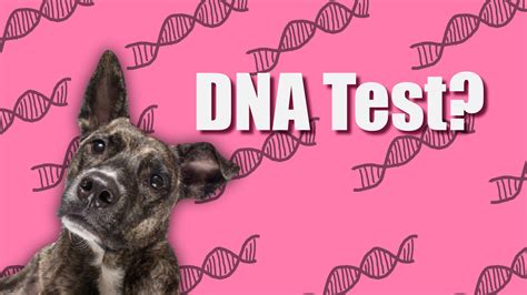 The Best Dog Dna Tests Happy Tails Inc
