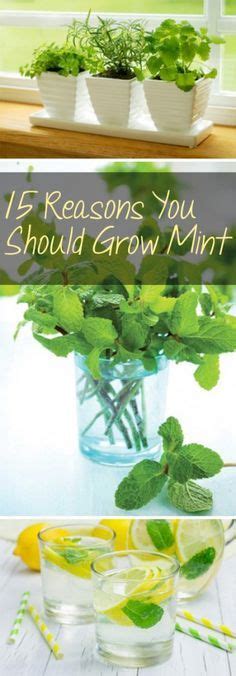 15 Reasons You Should Grow Mint Plantas Repelentes De Mosquitos