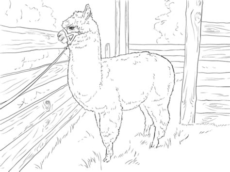 Create a gif animation alpacadouga. Realistic Alpaca coloring page - Pata Sauti