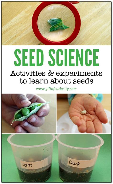 Get kids excited about science by putting together a diy science kit for young einsteins with these uick and easy science activities that kids will love! Seed experiments and activities for kids {seed science ...