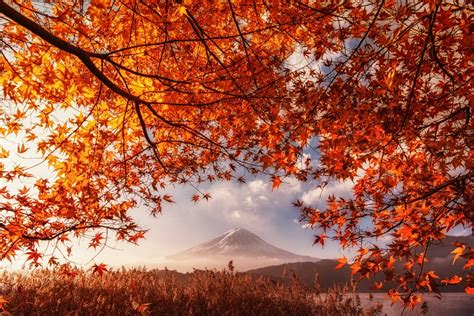 デスクトップ壁紙 日本 日光 風景 秋 葉 山々 富士山 湖 自然 ブランチ 朝 ミスト 火山 オレンジ 低木