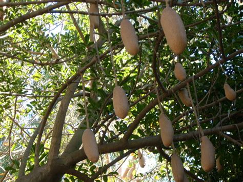 Kigelia Africana Sausage Tree Grows On You