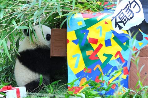 Giant Panda Photos Fu Bao Celebrates His 1st Birthday At Zoo Vienna