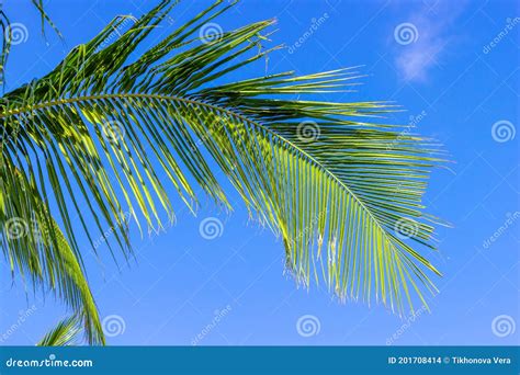 Green Palm Leaf On Blue Sky Background Stock Photo Image Of Design