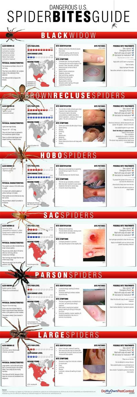 Pin By Becky Strong On Wildlife Spider Bites Spider Bite Symptoms Treating Spider Bites