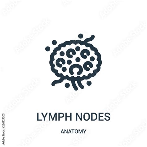 Lymph Nodes Icon Vector From Anatomy Collection Thin Line Lymph Nodes