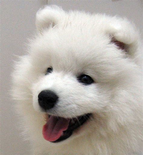 The wide range depends on several factors, including quality, area, and care. samoyed puppies - Wallpapers Free