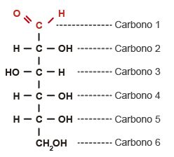 Nutrientes Parte Hidratos De Carbono Reconocimiento Y Encapsulaci N