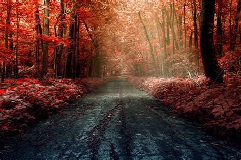 Wallpaper Sunlight Trees Forest Fall Nature Red Winter Road