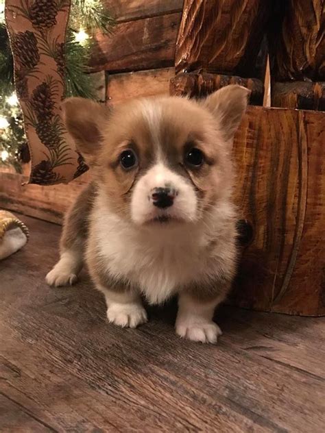 The hardest part of being a corgi puppy is staying awake. Pembroke Welsh Corgi Puppies For Sale | Highway 100, TN ...