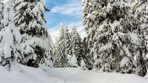 Download Wallpaper 1920x1080 Snow Winter Trees Forest