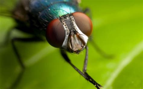 15 Mind Blowing Insect Pictures