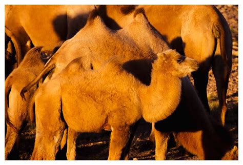 The bactrian camel has two humps on its back, in contrast to the dromedary which has one. Great Gobi Kids' Corner