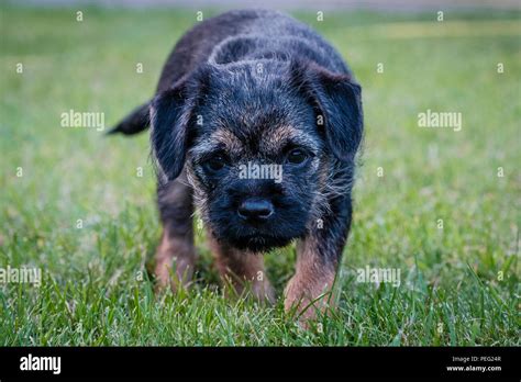 A Blue And Tan Border Terrier Puppy Dog Stock Photo Alamy