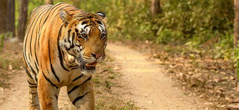 Gir National Park Gir Safari Booking Gir Forest Girlion