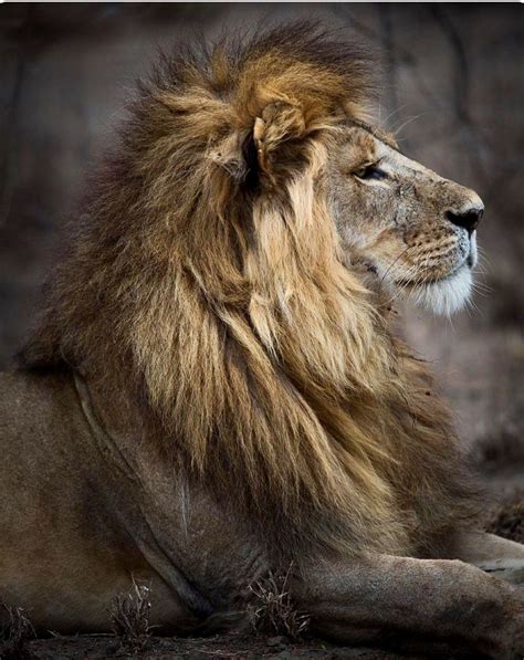 Majestic Lion What A Handsome Profile Lions Photos Scary Animals