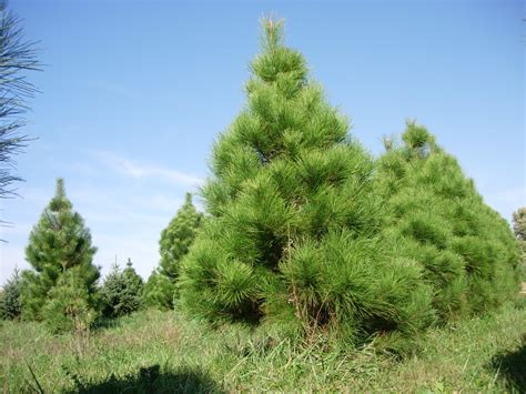 Discover Life Trees Of Virginia United States Pine Trees