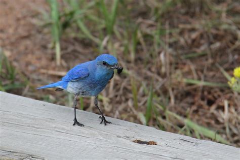 The Nerdy Naturalist: Mountain Bluebird