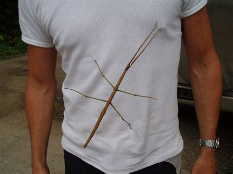 Amazing Stick Insect Giant Stick Bug Facts Photos Information