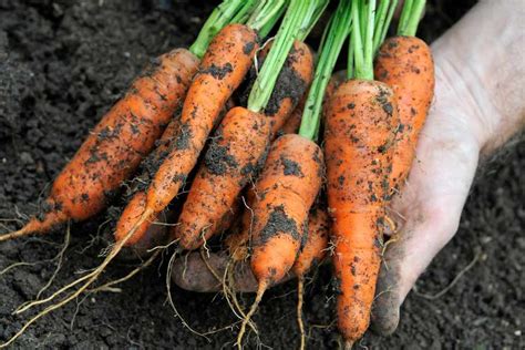 10 Ways To Avoid Carrot Root Fly Gardeners World Magazine