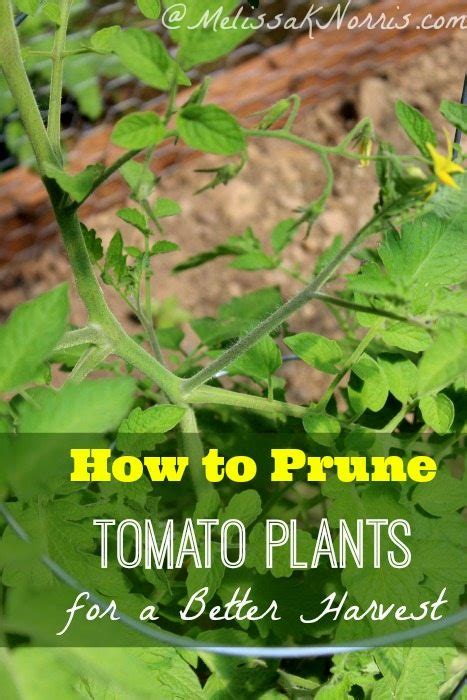 How To Prune Tomato Plants For A Better Harvest