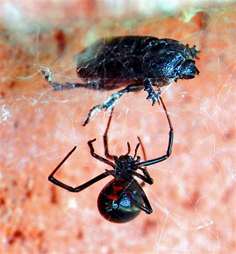Black Widows Are Rarely Seen But They Are Plentiful