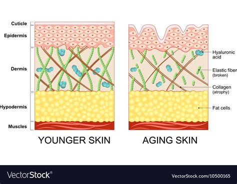 Younger Skin And Aging Skin Royalty Free Vector Image