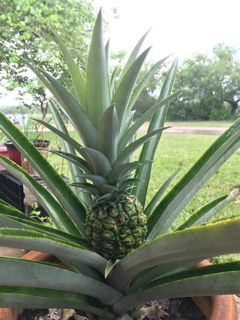 How To Grow Pineapples 7 Steps With Pictures Instructables