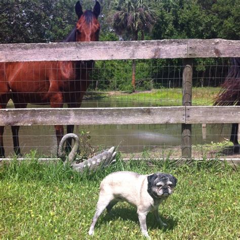 My Pug Dennis And My New Horse Stephin Pugs Animals Dogs
