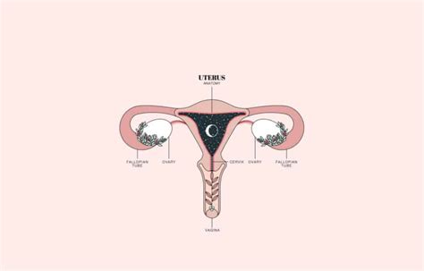 Qu Sabes De Tu Tero Blog Dexeus Mujer