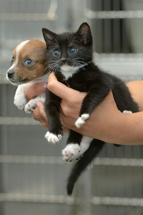 Your puppies kittens stock images are ready. Abandoned puppy and kitten become best friends (12 pics) | Amazing Creatures