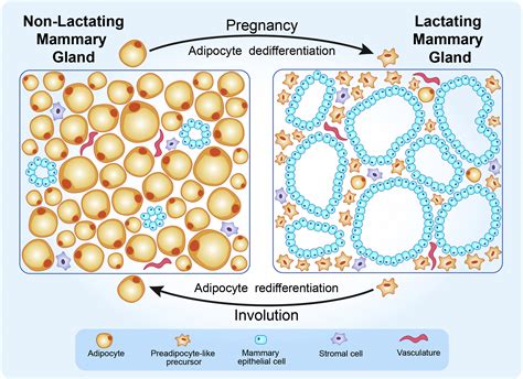 Cyclical Dedifferentiation And Redifferentiation Of Mammary Adipocytes