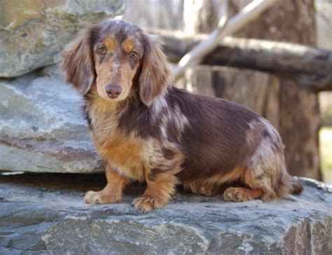 Top 48 Image Long Haired Dapple Dachshund Vn