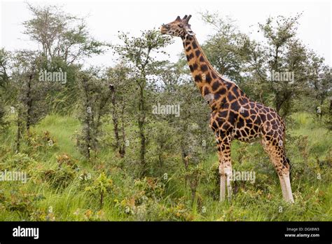 Rothschild Ougandais Ou Girafe Giraffa Camelopardalis Sous Espèce En