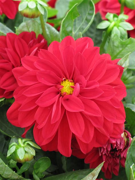 Spring flowers combined with fall flowers allows your garden to contain color all year round, or you can get the same effect by using flowers that are resilient regardless of climate. Dahlietta® Tessy Dahlia (Dahlia 'Dahlietta Tessy') in ...