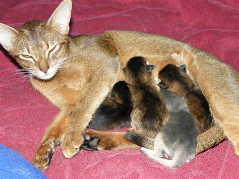 Cat Has Diarrhea After Giving Birth Why And How To Manage It