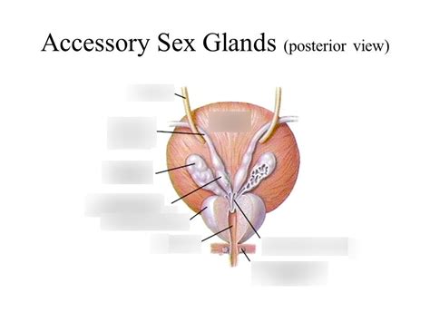 Anatomy Accessory Ducts And Organs Of The Male Reproductive System Diagram Quizlet