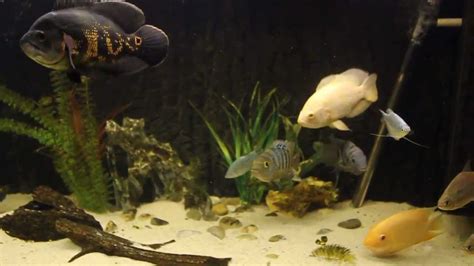 Oscars Cichlids Silver Dollars Fish Aquarium Youtube