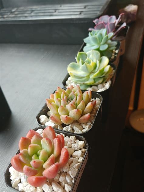 Rainbow Succulents My Favorite Thing To Make Rsucculents
