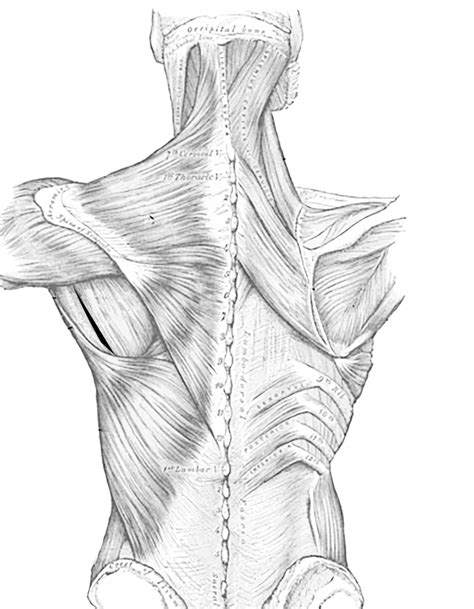 Discover More Than 76 Back Muscles Sketch Latest Ineteachers