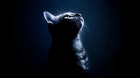 Free Download Black Cat Desktop Wallpaper Pictures Toon Pinterest X For Your Desktop
